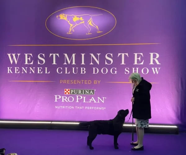 Bruce-Westminster-Logo