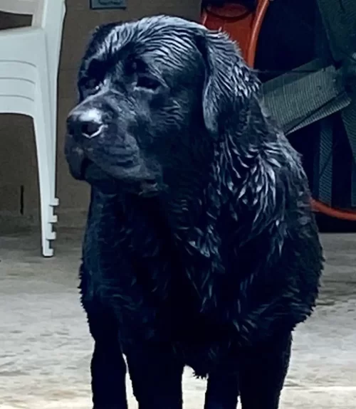 Bruce-post swim