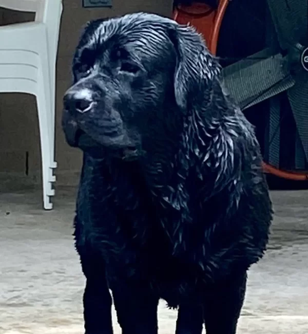 Bruce-post swim