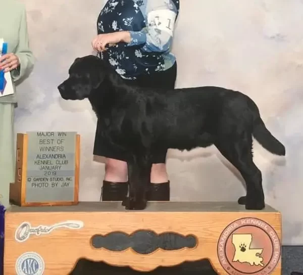 Bruce_win