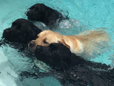 Dogs_Cover Pool