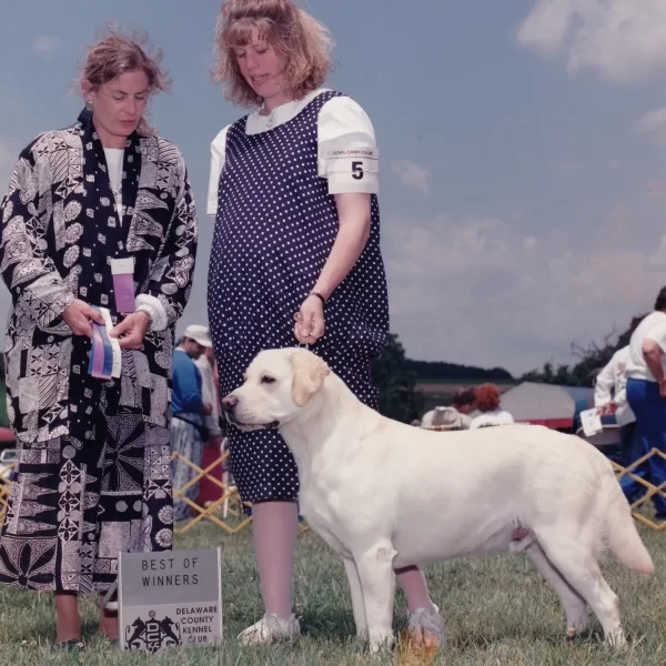 Old Dogs - Boomer Picture