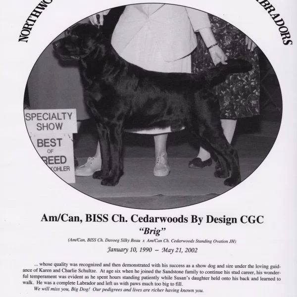 Old Dogs - Brig Memorial - 1 of 2