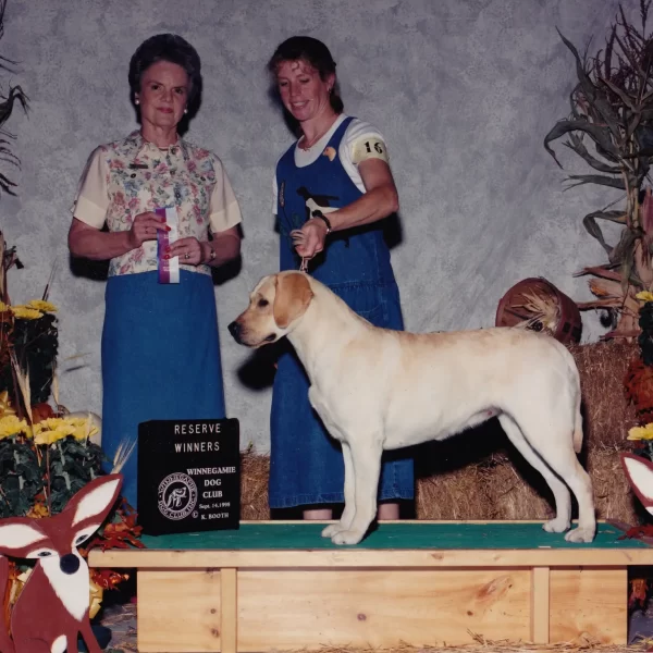 Old Dogs - Tails Picture