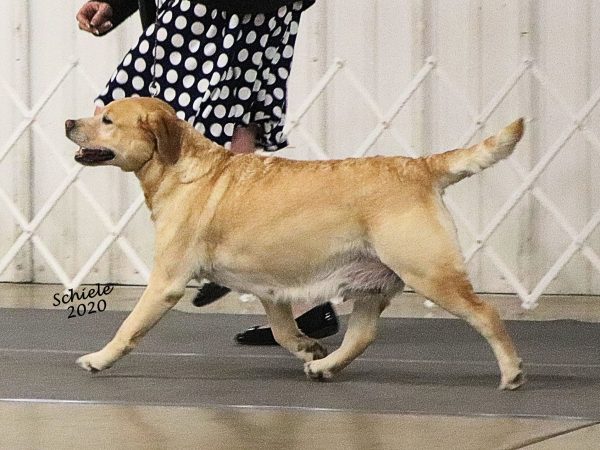 Stella trot Stella trot