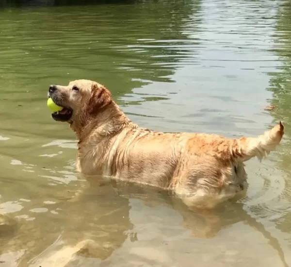 Stella_swim2