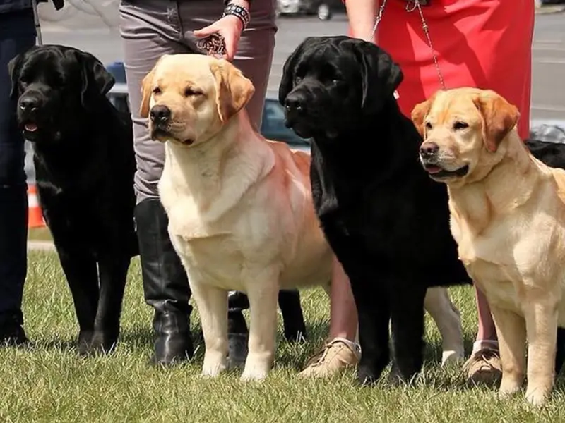 Home_Background_ShowDogs