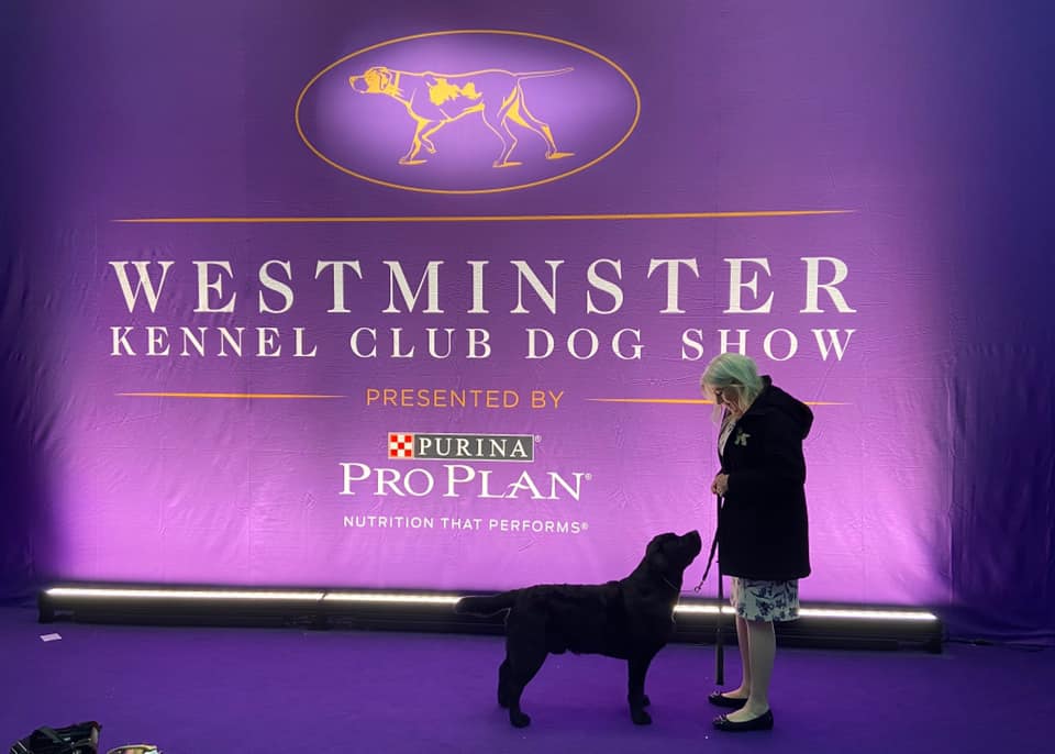 Bruce-Westminster-Logo