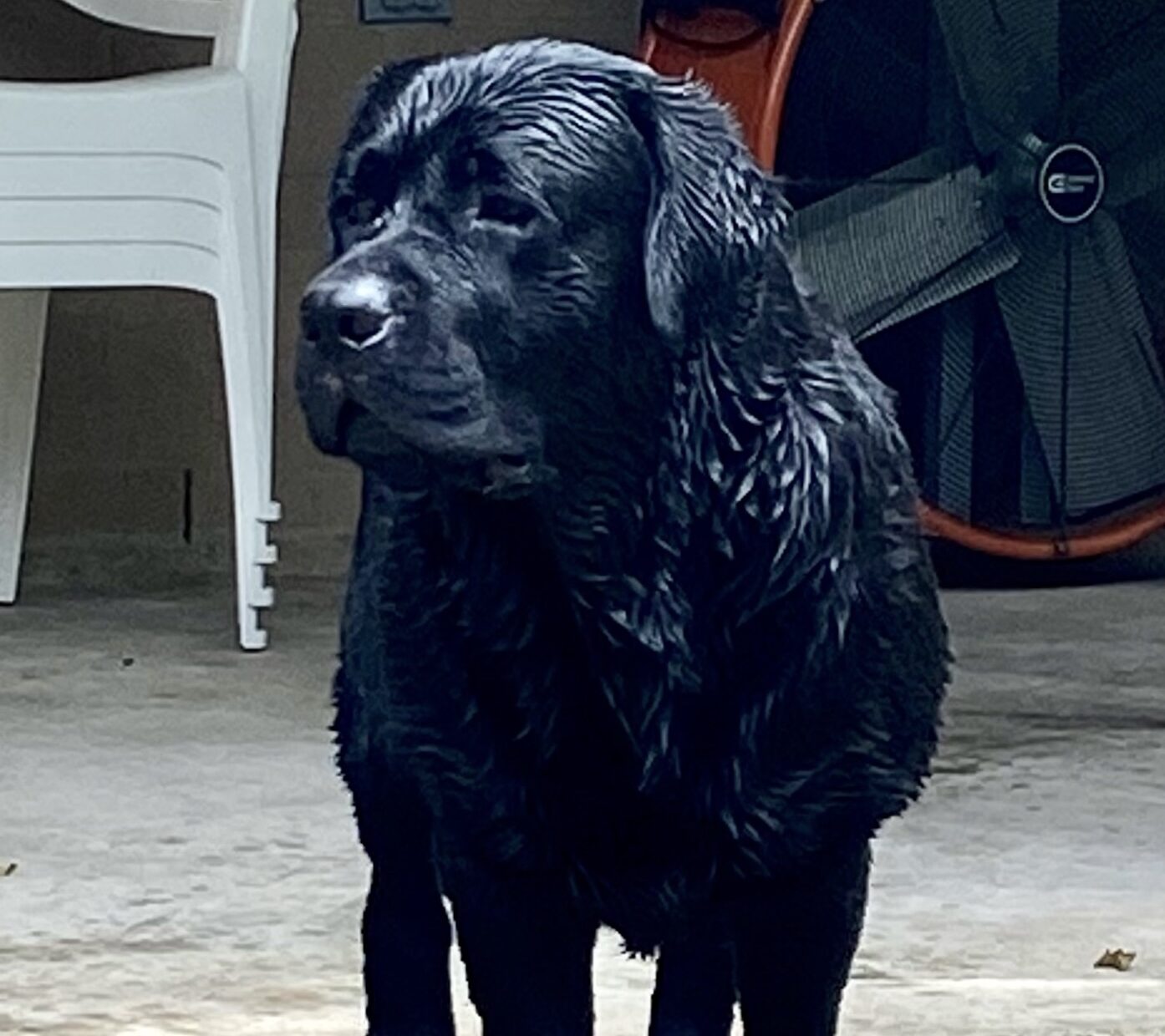 Bruce-post swim