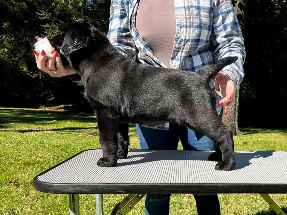 jazz_puppies6