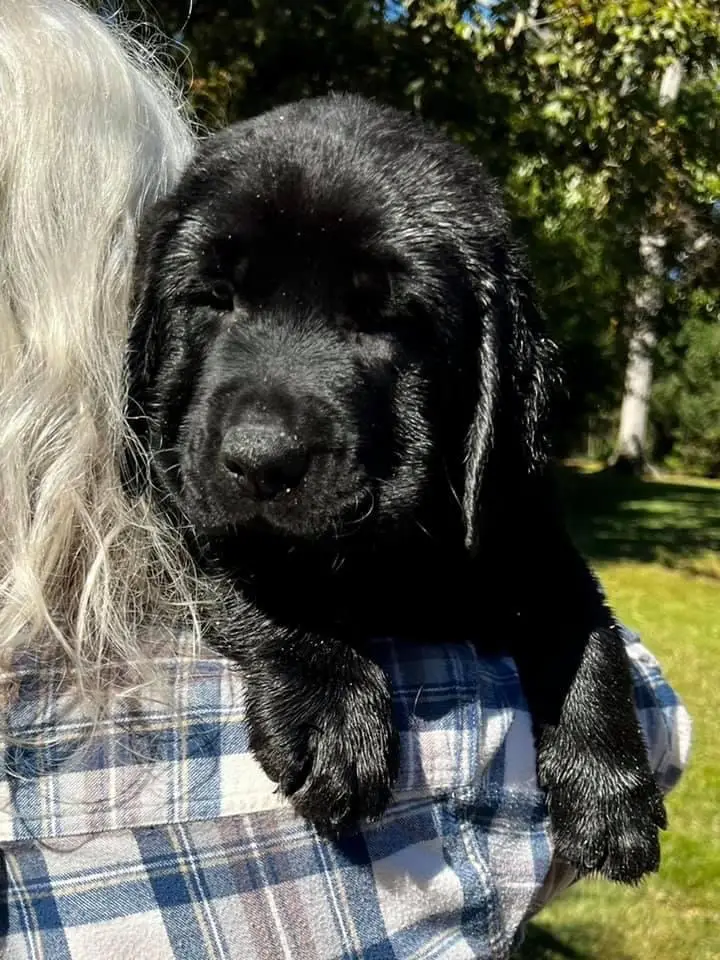 jazz_puppies2