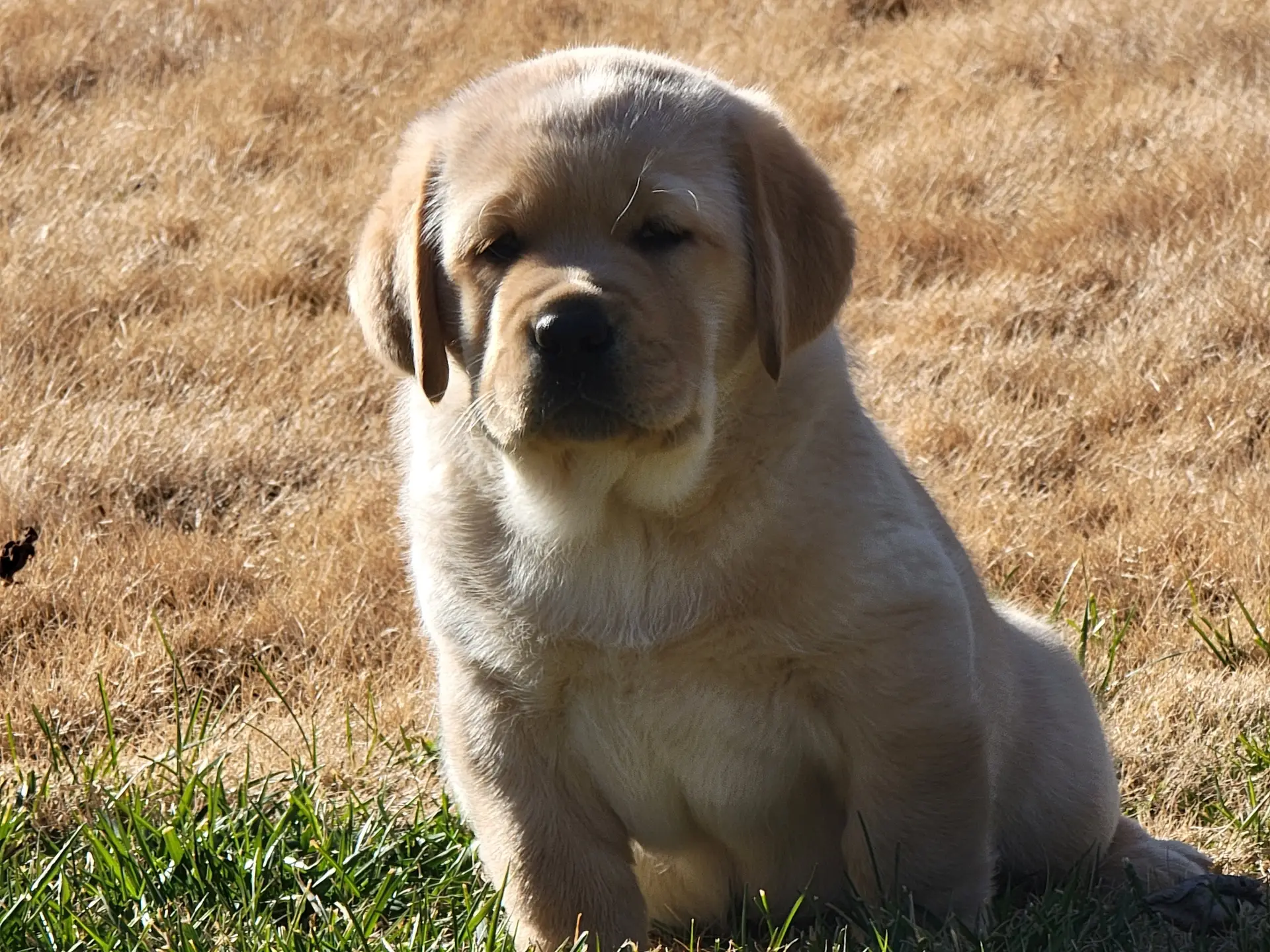 Clarence Puppy 2