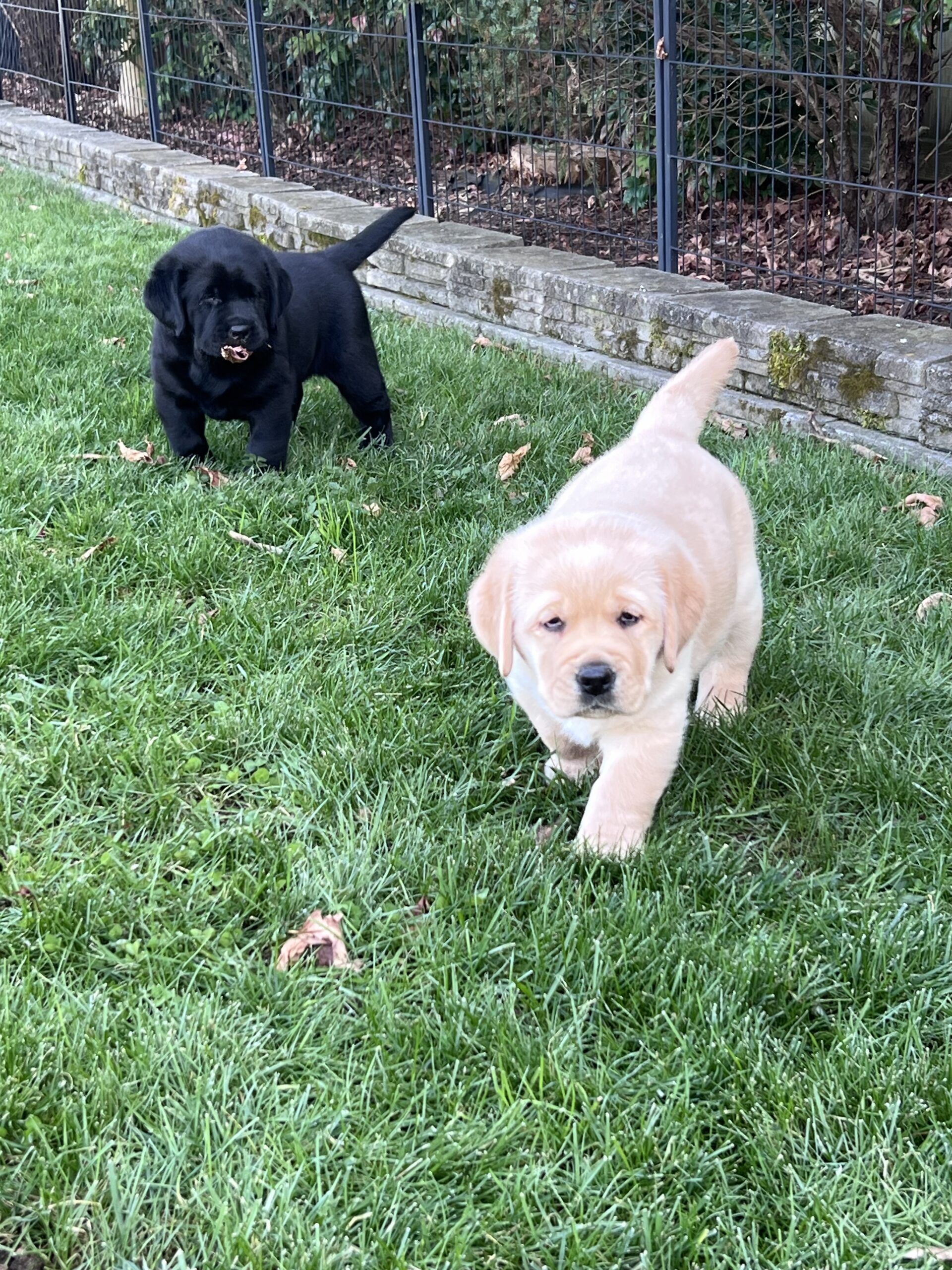 Clarence Puppy 3